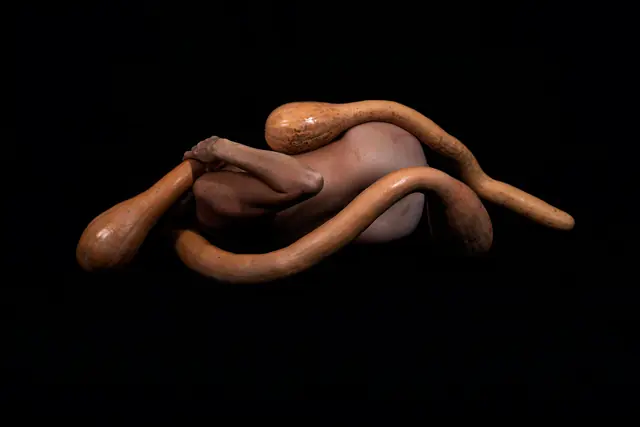 Cucurbit 2, photograph by Elena Rivautella (Cucurbits)