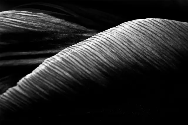 Night Bloom 2, photograph by Elena Rivautella (Night Blooms)