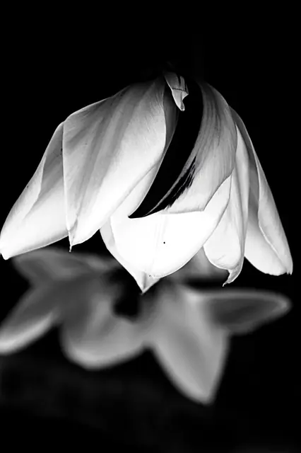Night Bloom 3, photograph by Elena Rivautella (Night Blooms)