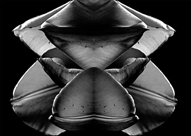 Night Bloom 5, photograph by Elena Rivautella (Night Blooms)