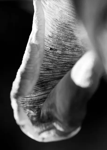 Night Bloom 7, photograph by Elena Rivautella (Night Blooms)