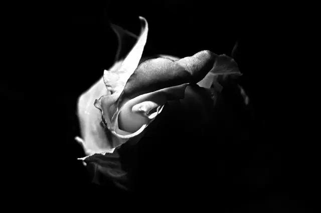 Night Bloom 8, photograph by Elena Rivautella (Night Blooms)