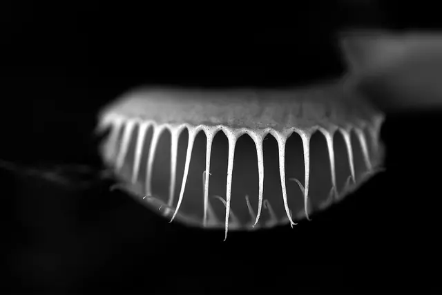 Night Bloom 9, photograph by Elena Rivautella (Night Blooms)