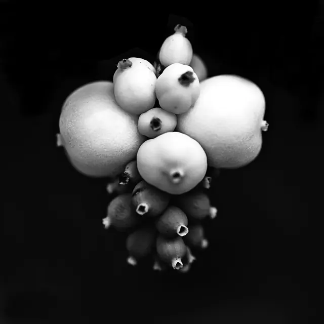 Night Bloom 10, photograph by Elena Rivautella (Night Blooms)