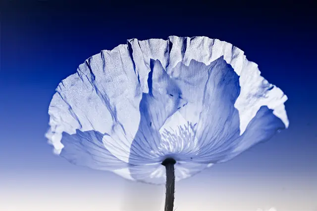 Poppy 1, photograph by Elena Rivautella (Poppies)