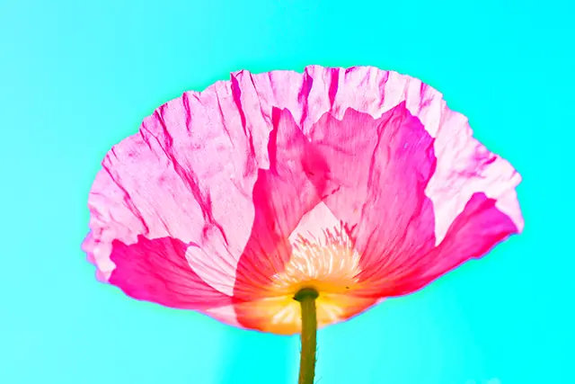 Poppy 2, photograph by Elena Rivautella (Poppies)