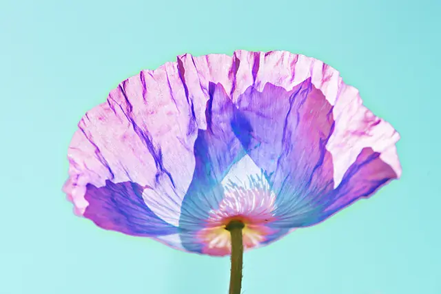 Poppy 3, photograph by Elena Rivautella (Poppies)