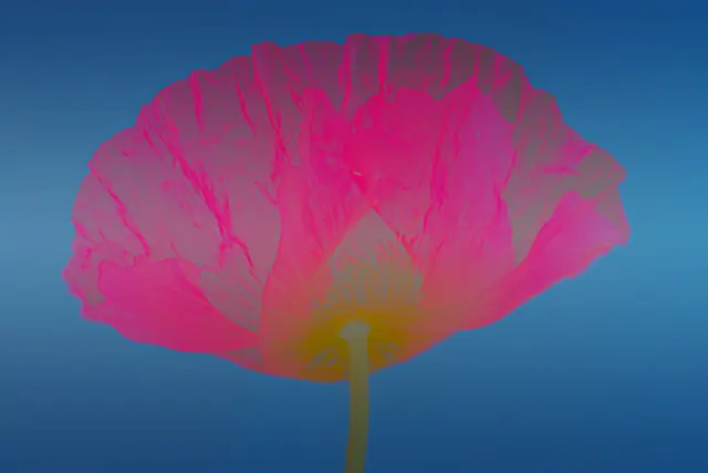 Poppy 4, photograph by Elena Rivautella (Poppies)