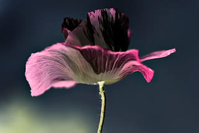 Poppy 5, photograph by Elena Rivautella (Poppies)