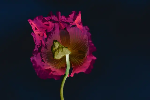 Poppy 6, photograph by Elena Rivautella (Poppies)