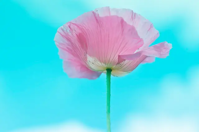 Poppy 8, photograph by Elena Rivautella (Poppies)