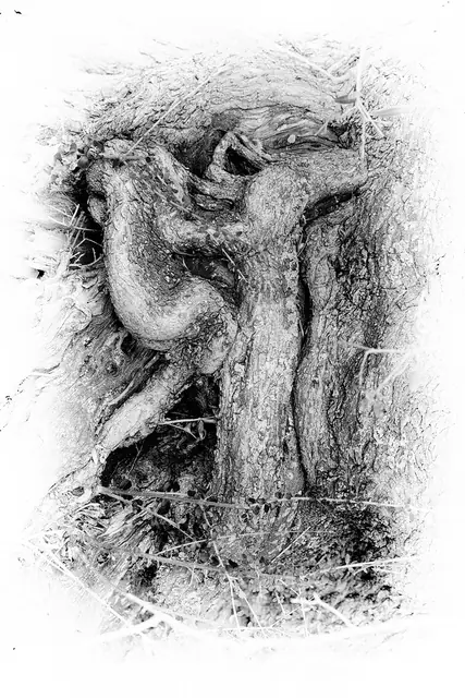 Olive Tree 1, photograph by Elena Rivautella (Olive Trees)