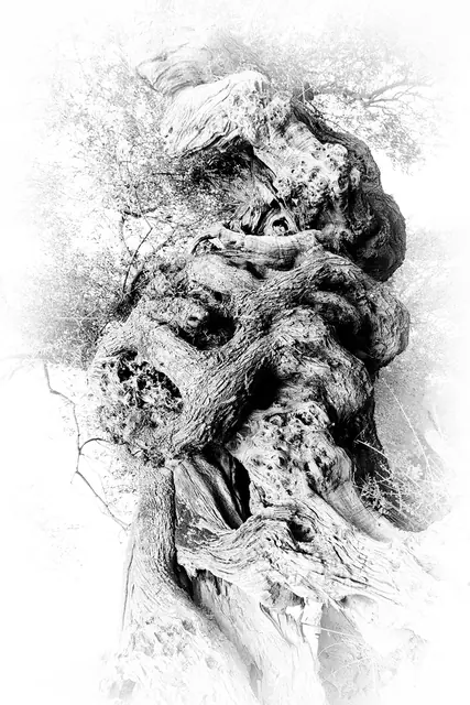 Olive Tree 2, photograph by Elena Rivautella (Olive Trees)