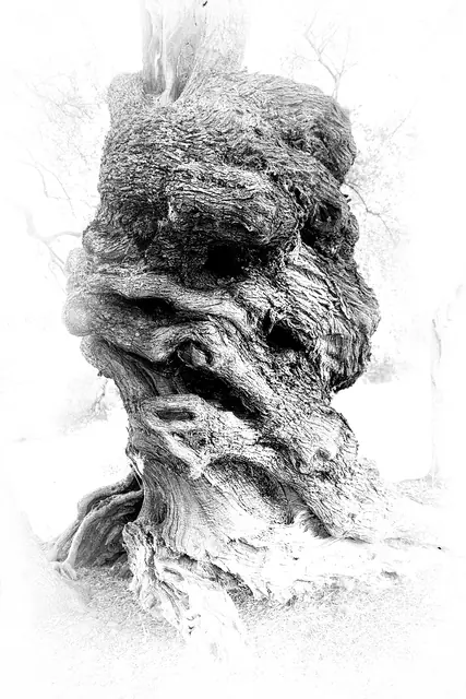 Olive Tree 3, photograph by Elena Rivautella (Olive Trees)