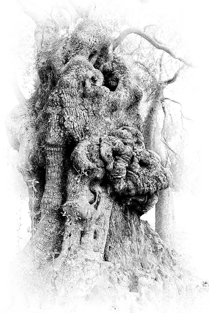 Olive Tree 5, photograph by Elena Rivautella (Olive Trees)