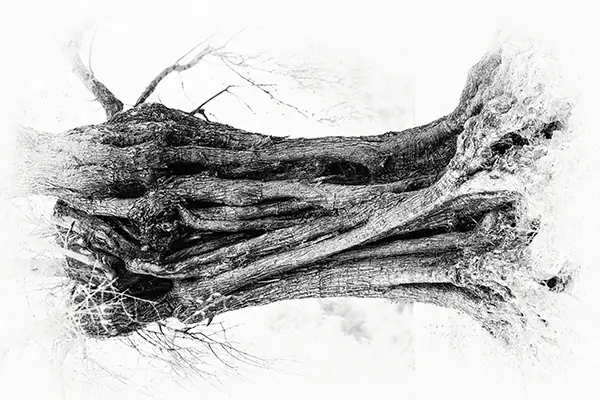 Olive Tree 6, photograph by Elena Rivautella (Olive Trees)