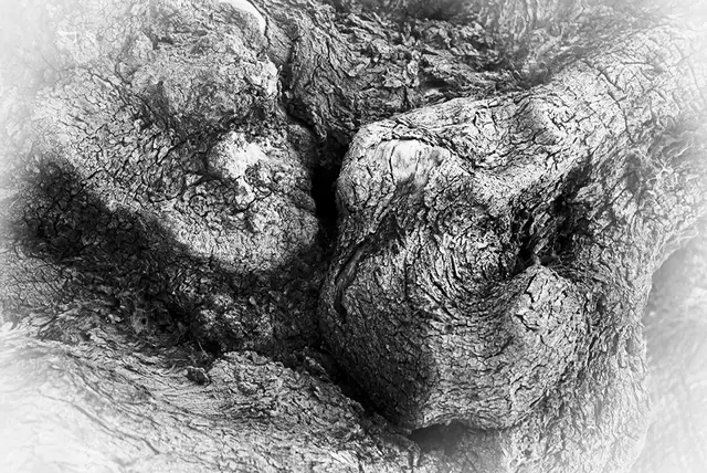 Olive Tree 7, photograph by Elena Rivautella (Olive Trees)