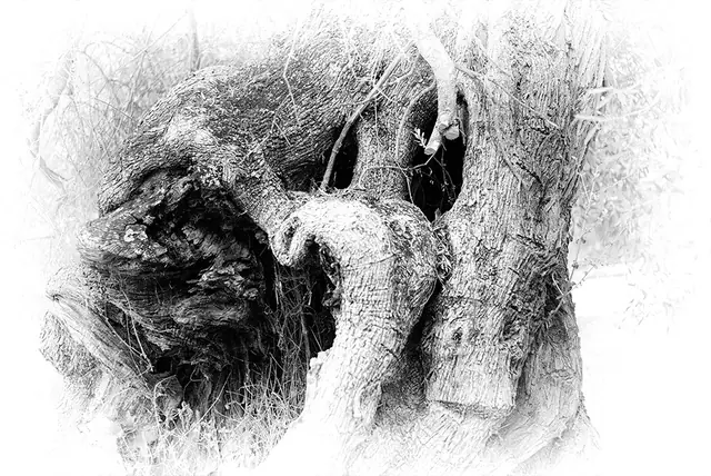 Olive Tree 8, photograph by Elena Rivautella (Olive Trees)