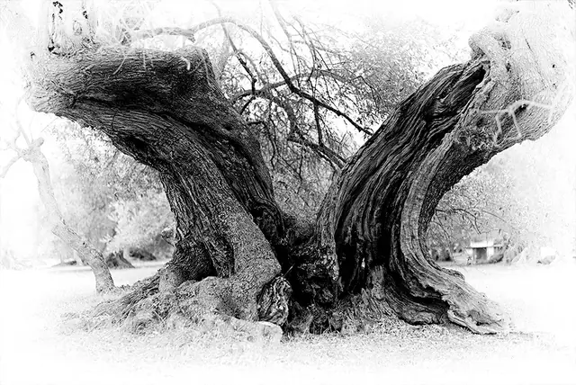Olive Tree 9, photograph by Elena Rivautella (Olive Trees)