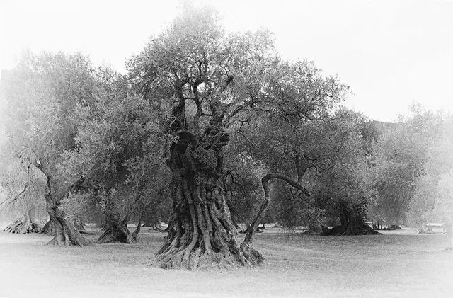 Olive Tree 10, photograph by Elena Rivautella (Olive Trees)