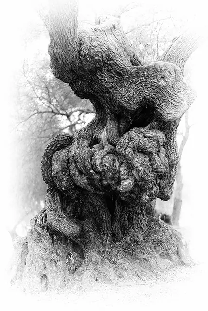 Olive Tree 11, photograph by Elena Rivautella (Olive Trees)