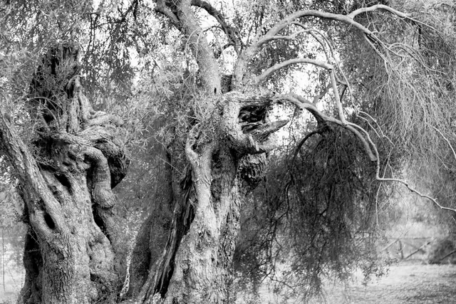 Olive Tree 12, photograph by Elena Rivautella (Olive Trees)